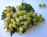 Vigne table résistante Olivette ou Dattier de St-Vallier