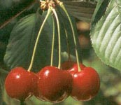 Cerisier Bigarreau Noir de Meched